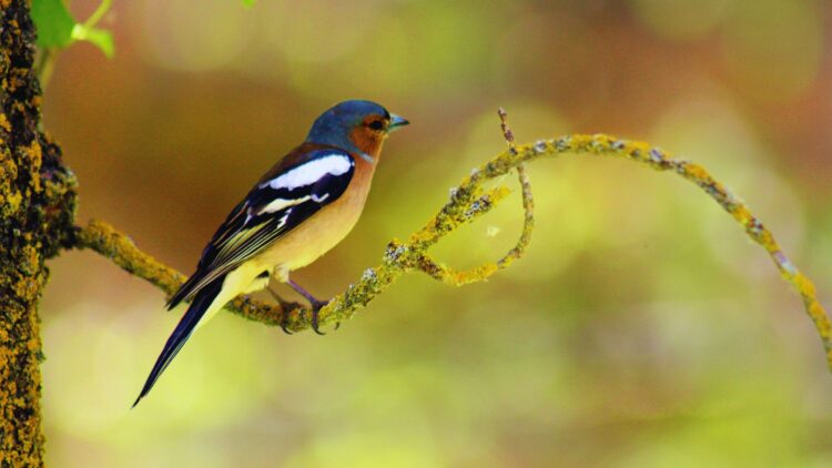 fischer park bird walk