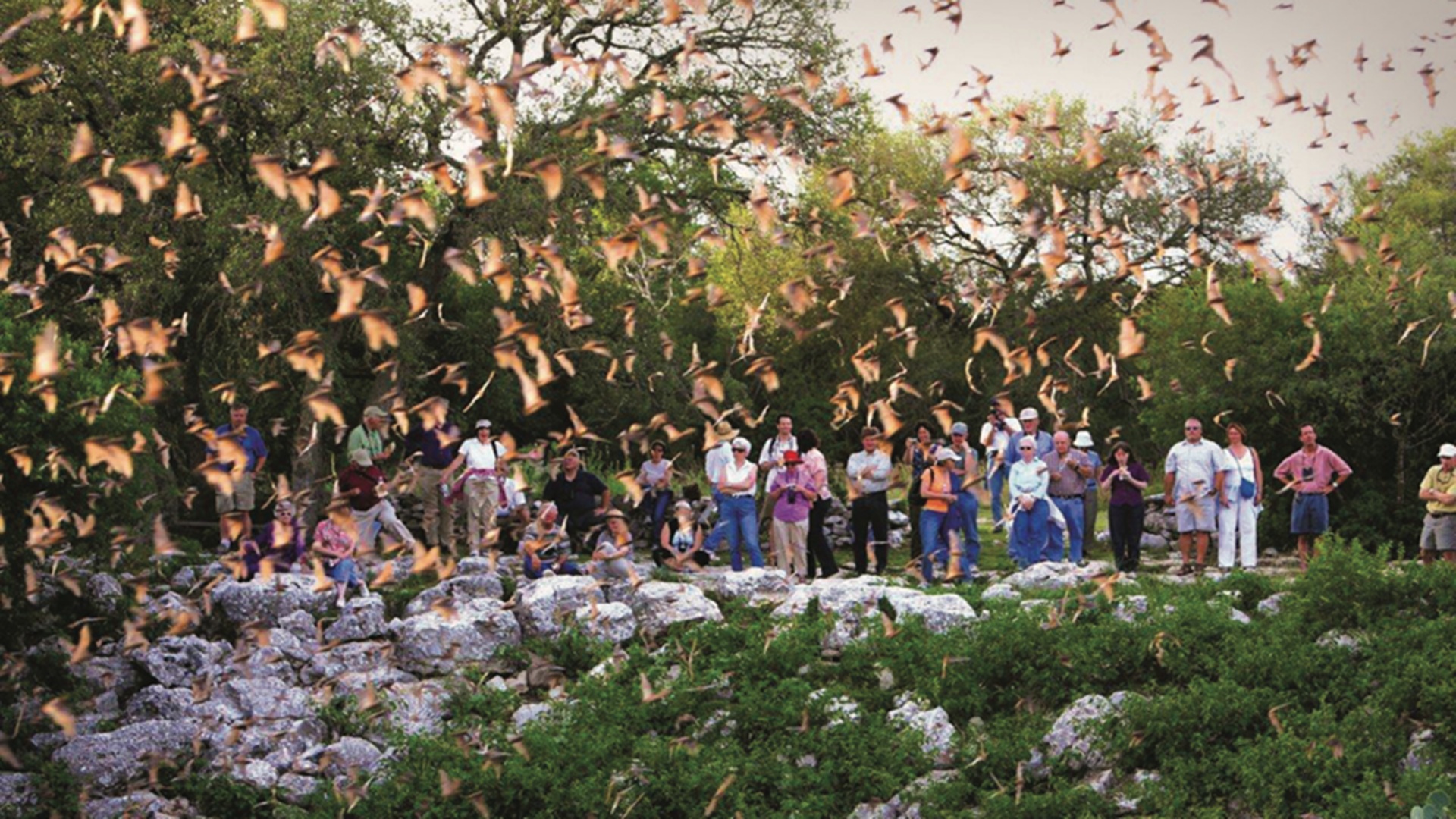 Bat Flight & Cave Tour at Bracken Cave