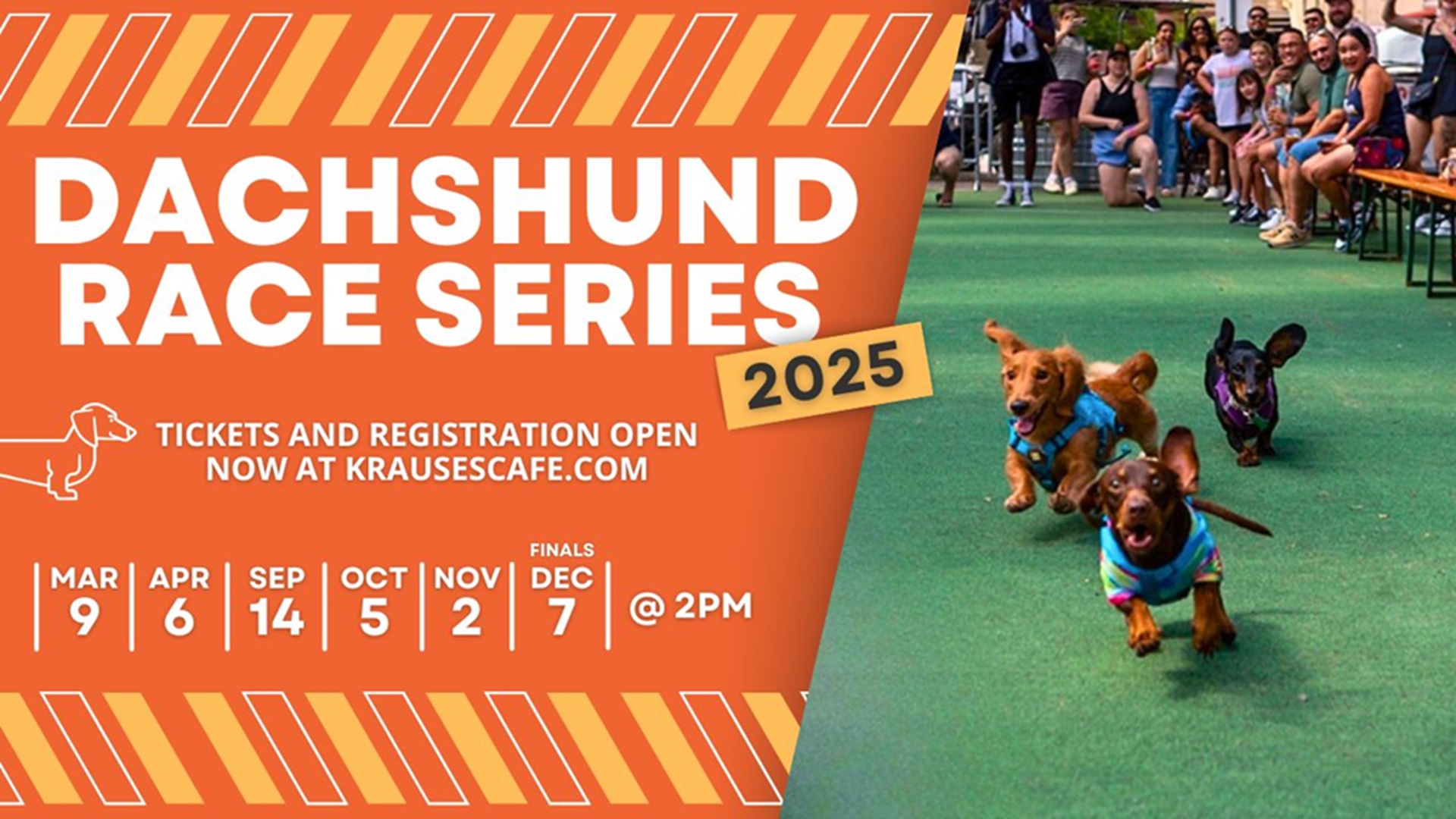 Dachshund Races at Krause’s Cafe