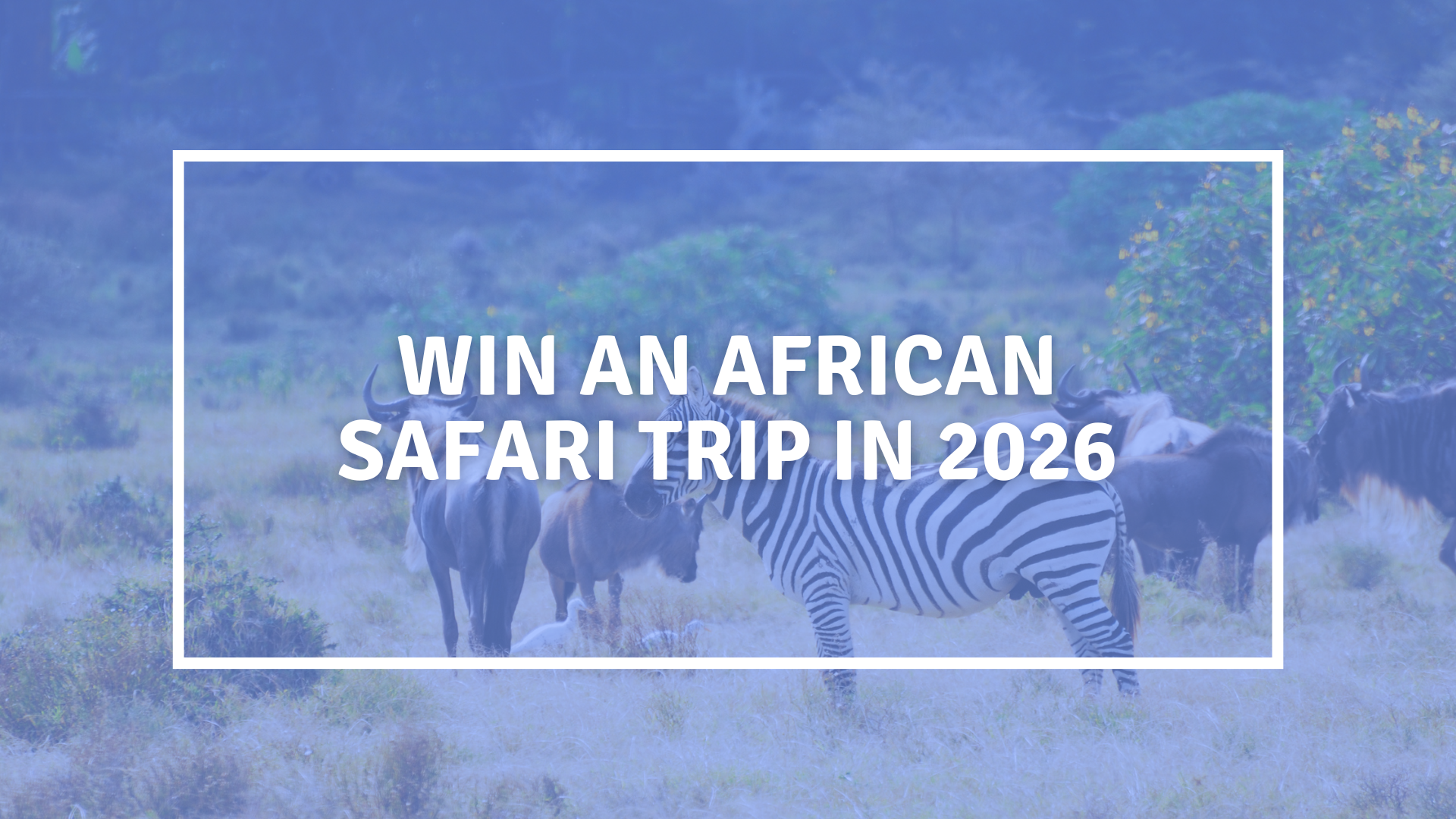 royce staley safari giveaway