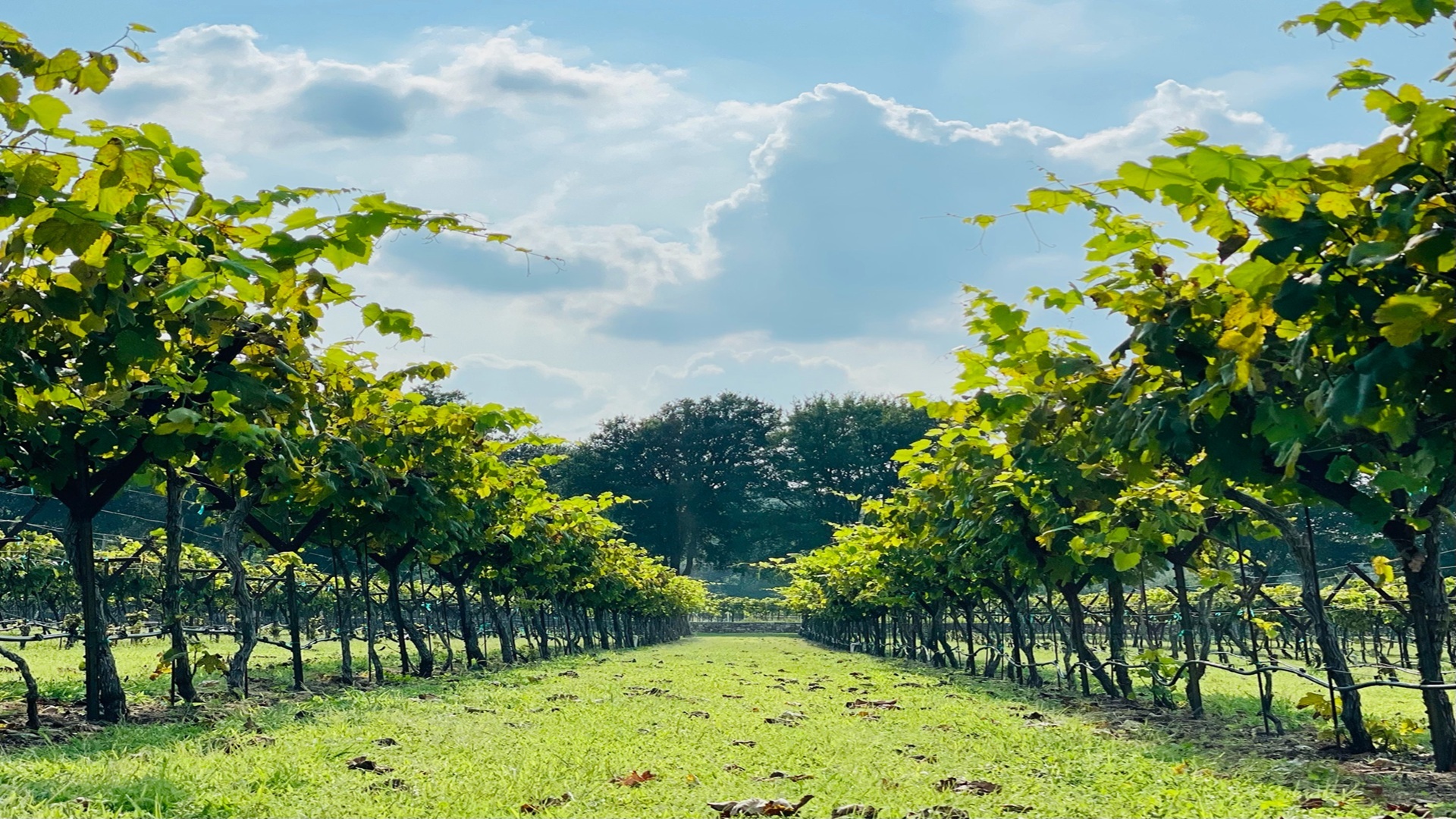 Sunday at the Vineyard at Dry Comal Creek Vineyards