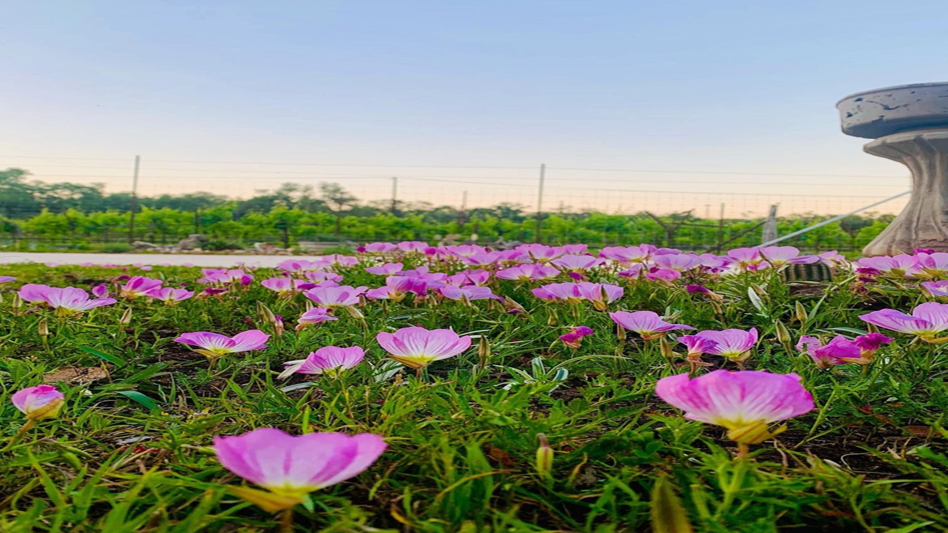 Closed for Easter Sunday at Dry Comal Creek Vineyards