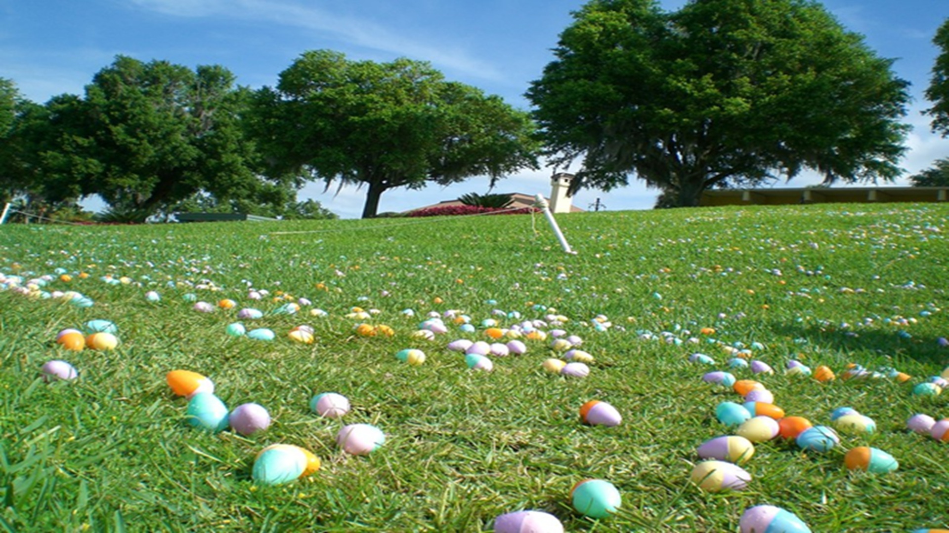 Spring Egg Hunt (Ages 8–12) at Cypress Bend Park