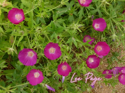 Spring Native Plant Sale at Headwaters at the Comal