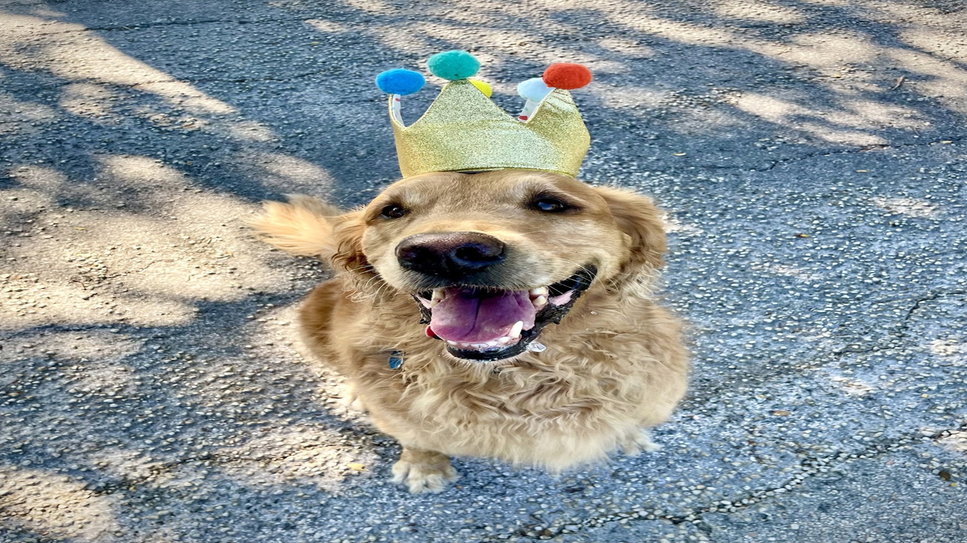 Rollo's Birthday Pawty at Dry Comal Creek Vineyards