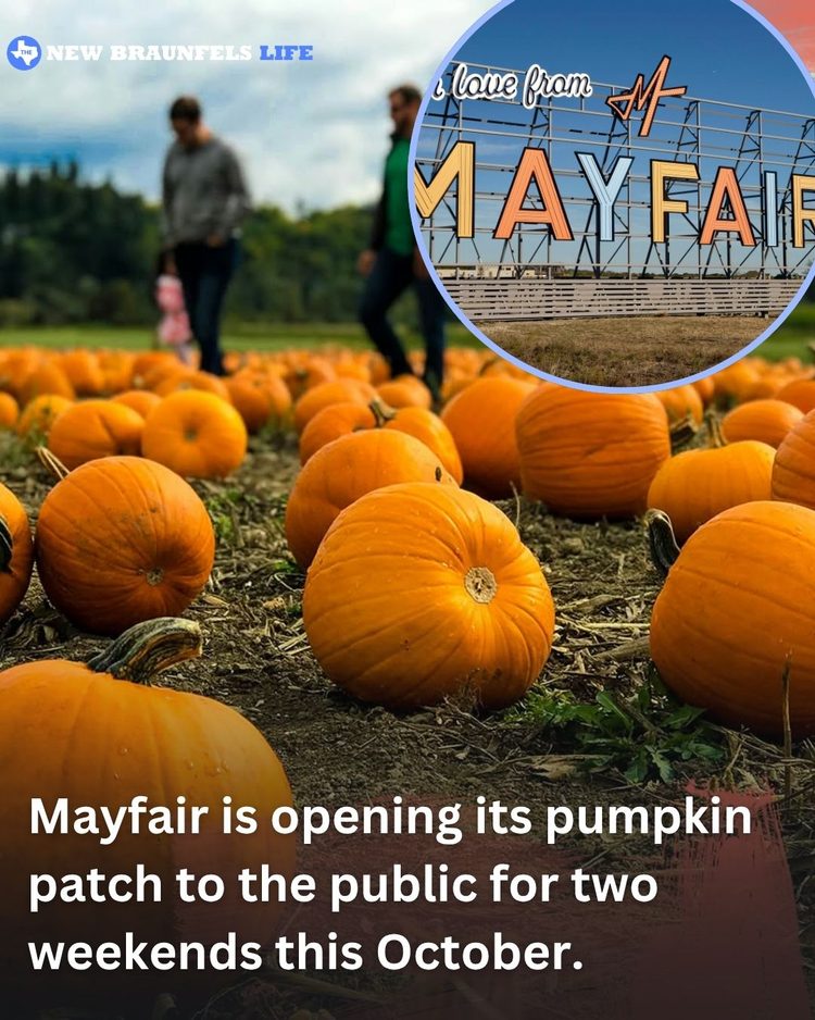 mayfair pumpkin patch